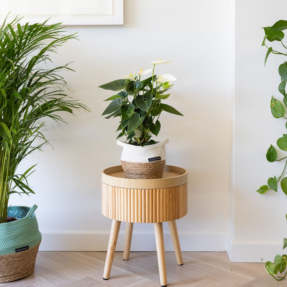 Big Anthurium