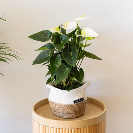Big White Anthurium