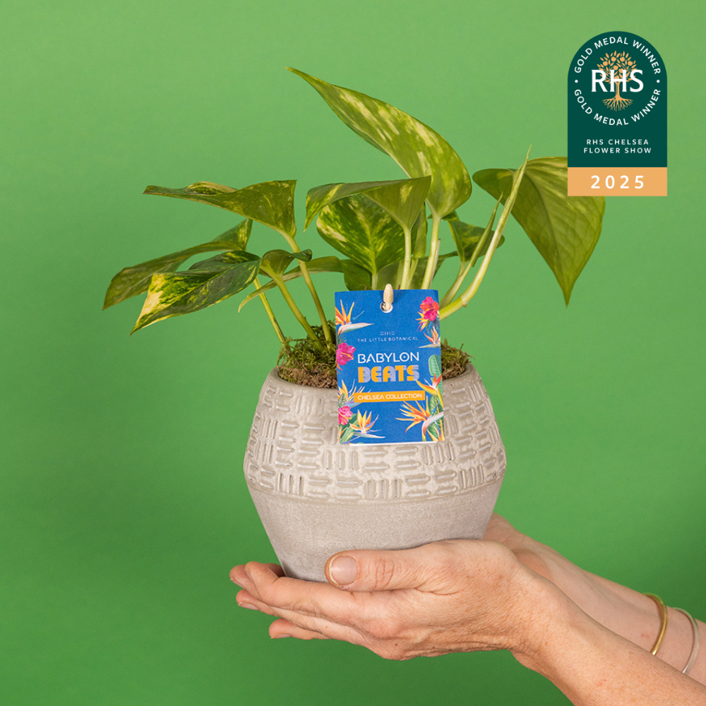 British Greenery in Chelsea Shaped Pot