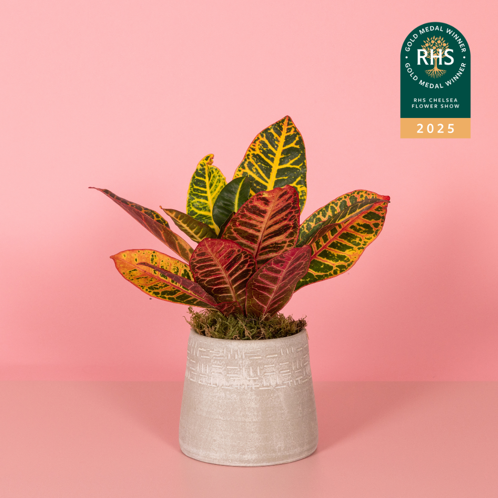 British Greenery in Chelsea Pot