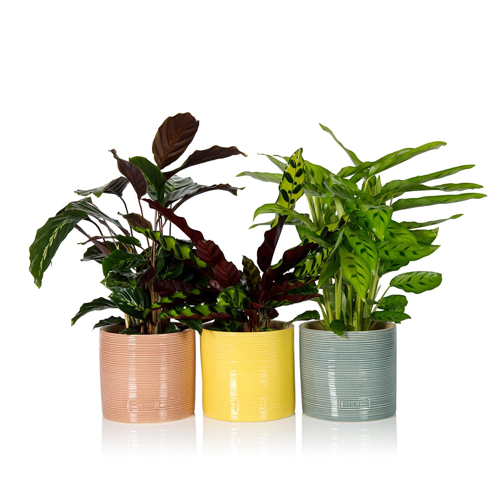 Calathea Trio Plant Gang
