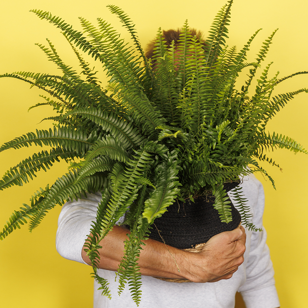 Boston Fern