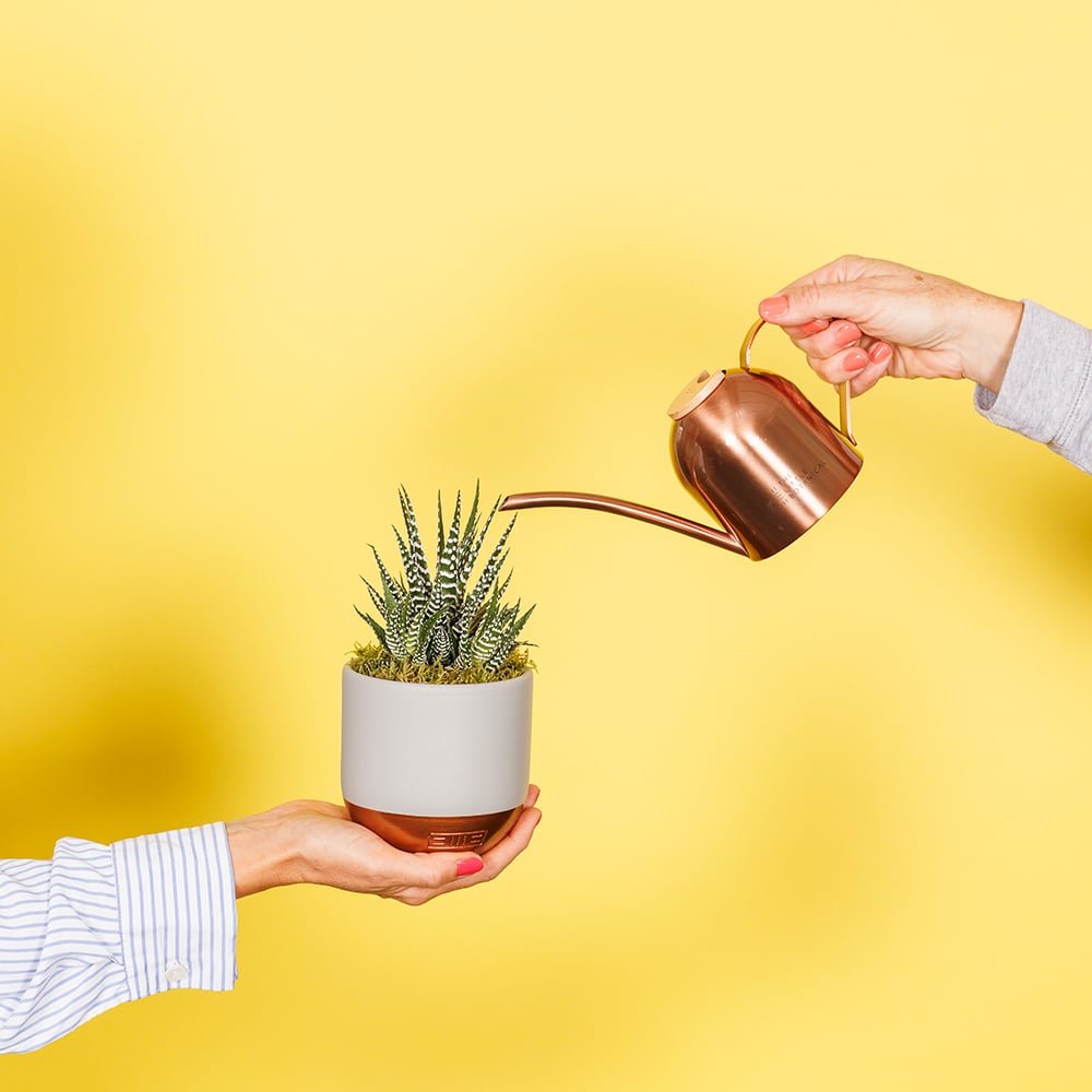 succulent with watering can