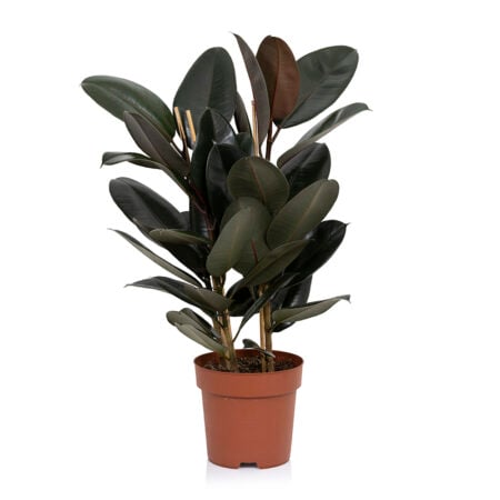 Ficus Elastica