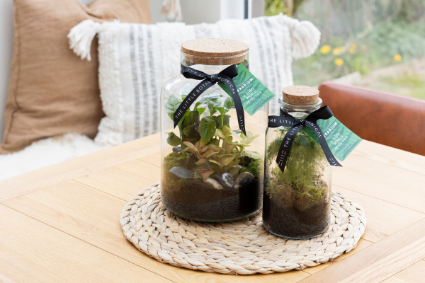 Terrarium Large and Mini