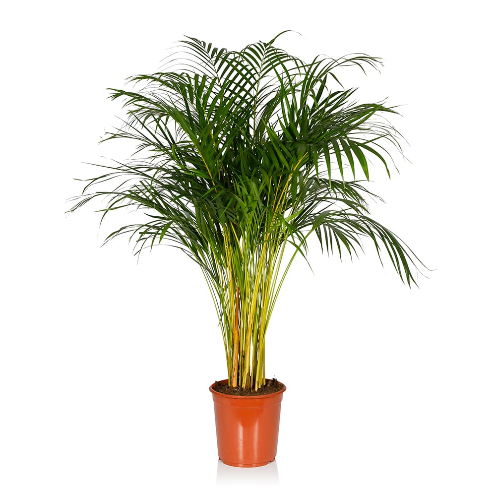 Areca Palm