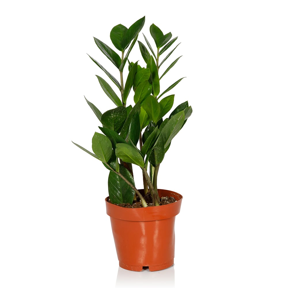 Zamioculcas