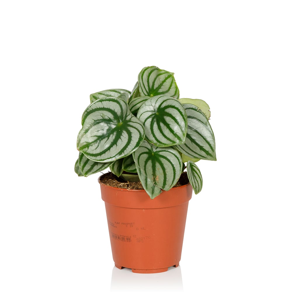 Peperomia Watermelon Houseplant