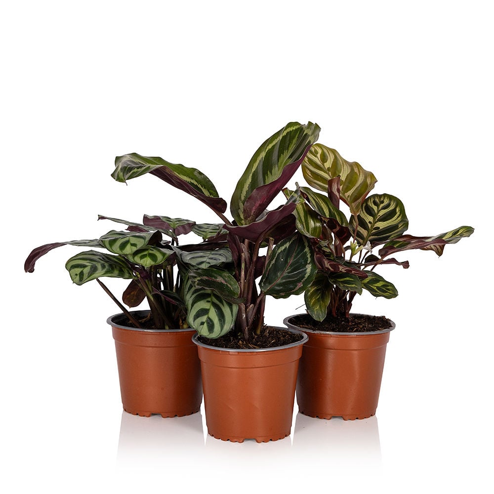 Calathea Trio Plant Gang