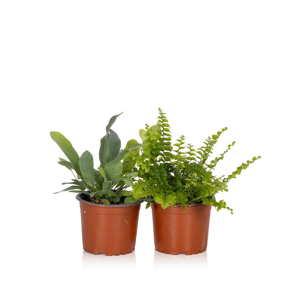 Fern Duo