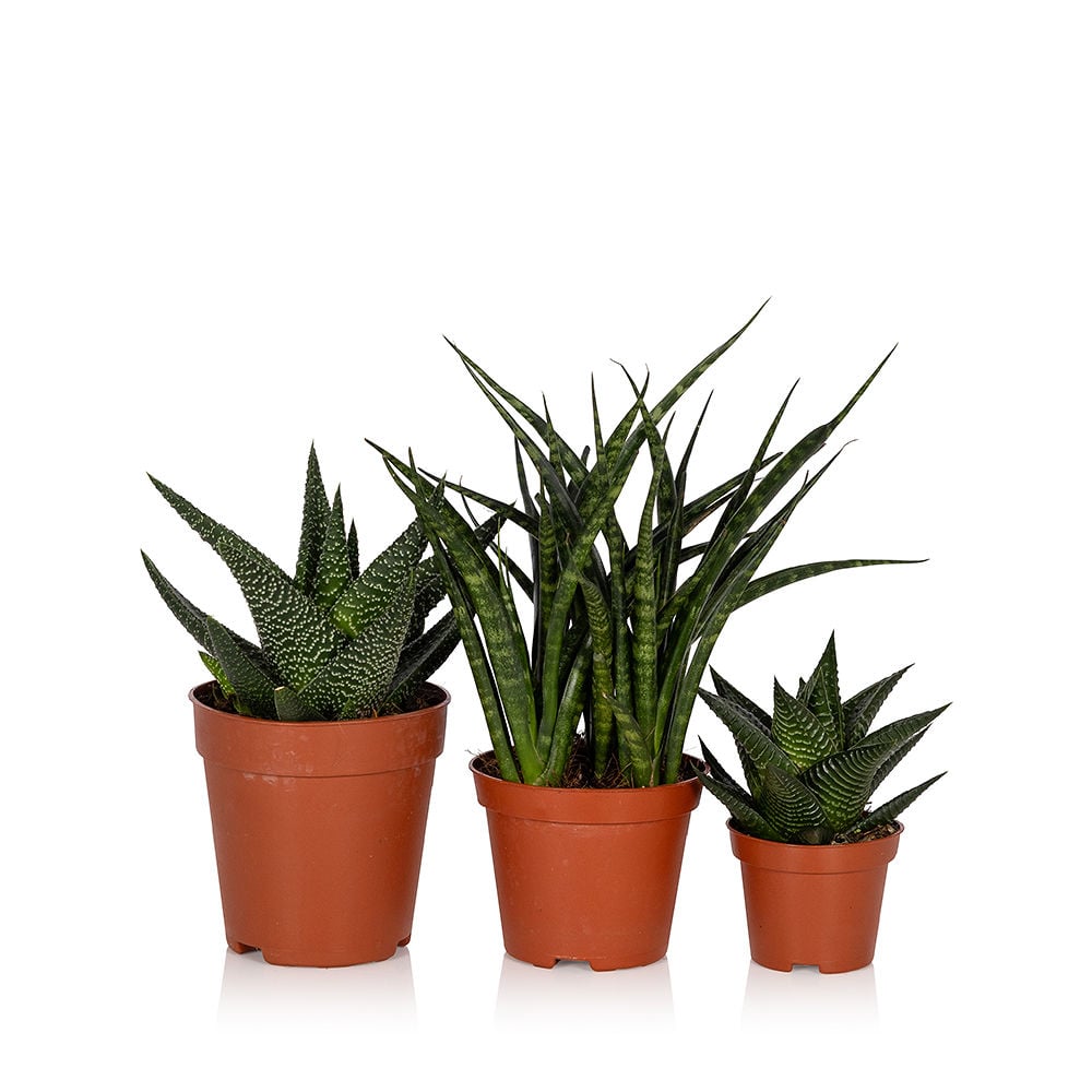Desk Buddy Plant Gang