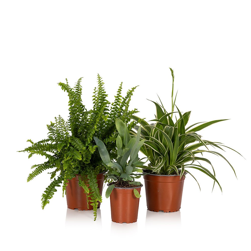 Pet-Friendly Houseplant Bundle