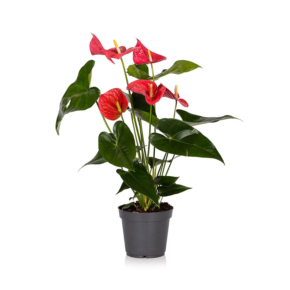 Anthurium