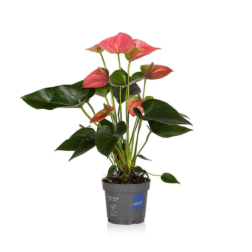 Anthurium