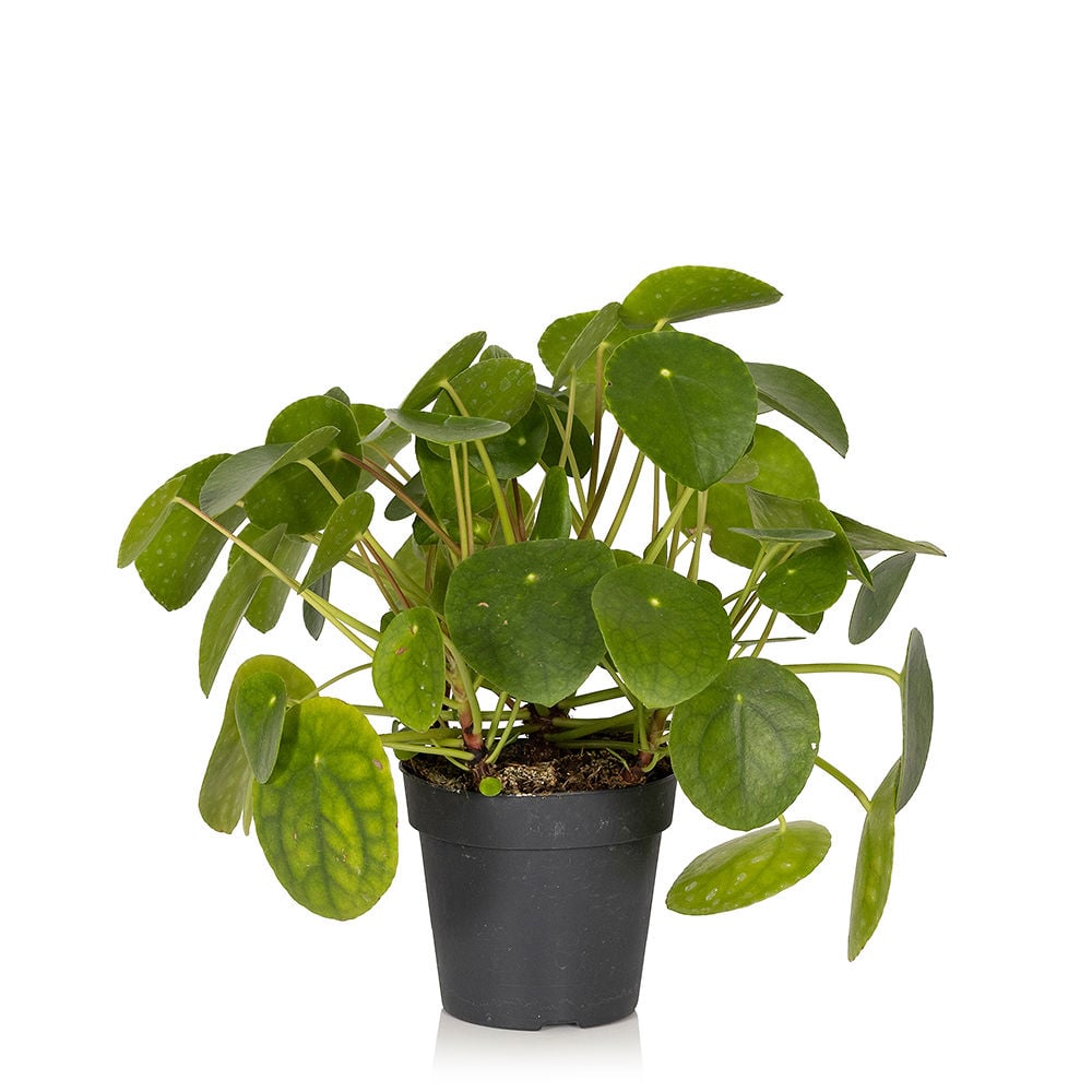 Pilea Peperomioides