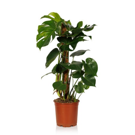 Large Monstera naked