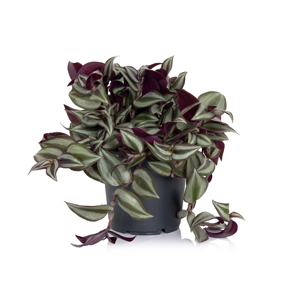 Tradescantia