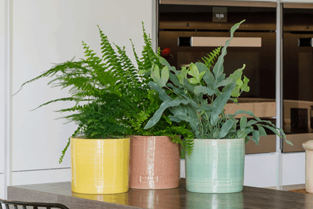 Fern Trio