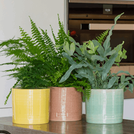 Fern Trio Plant Gang