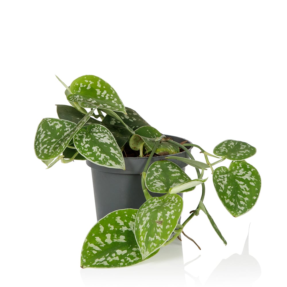 Satin Pothos