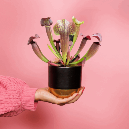 British Grown Living Sarracenia Fly Trap Plant