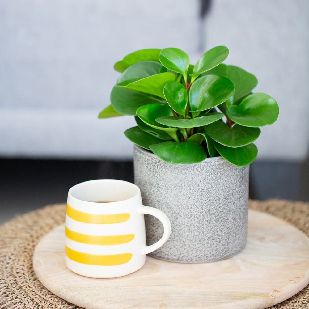 Peperomia Obtusifolia