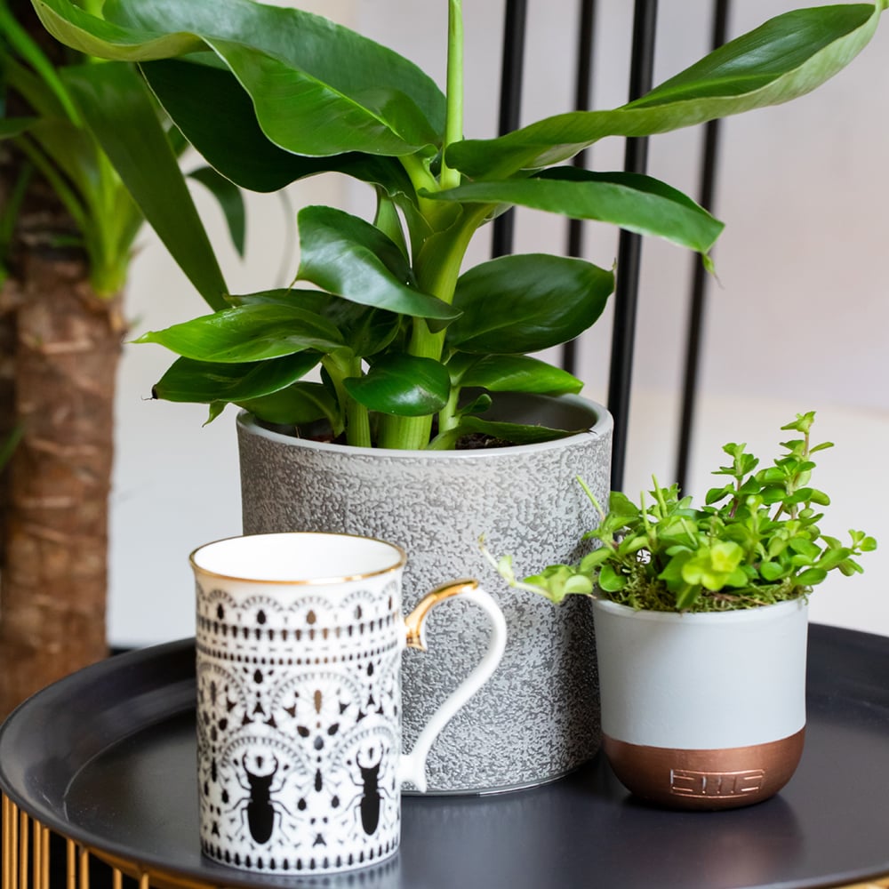 Peperomia Rotundifolia