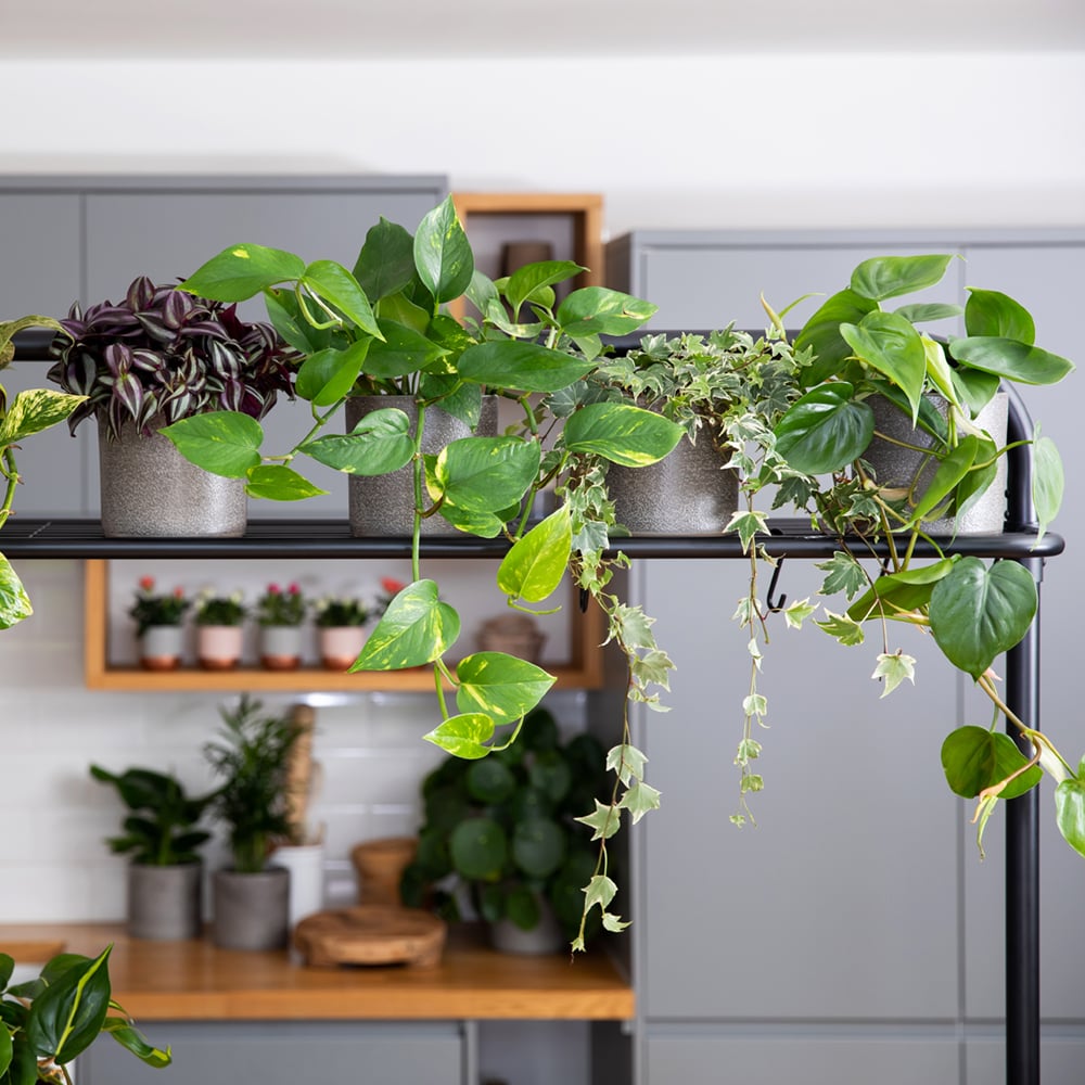 Devil's Ivy