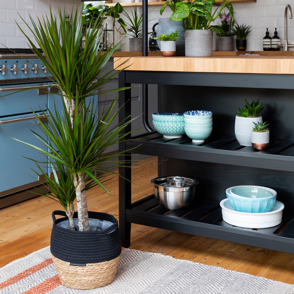 Dracaena