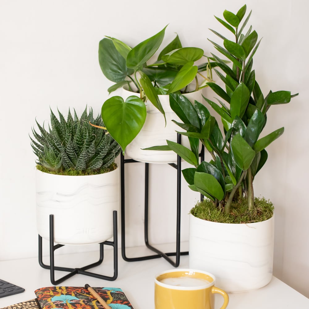 Devil's Ivy Marble Planter