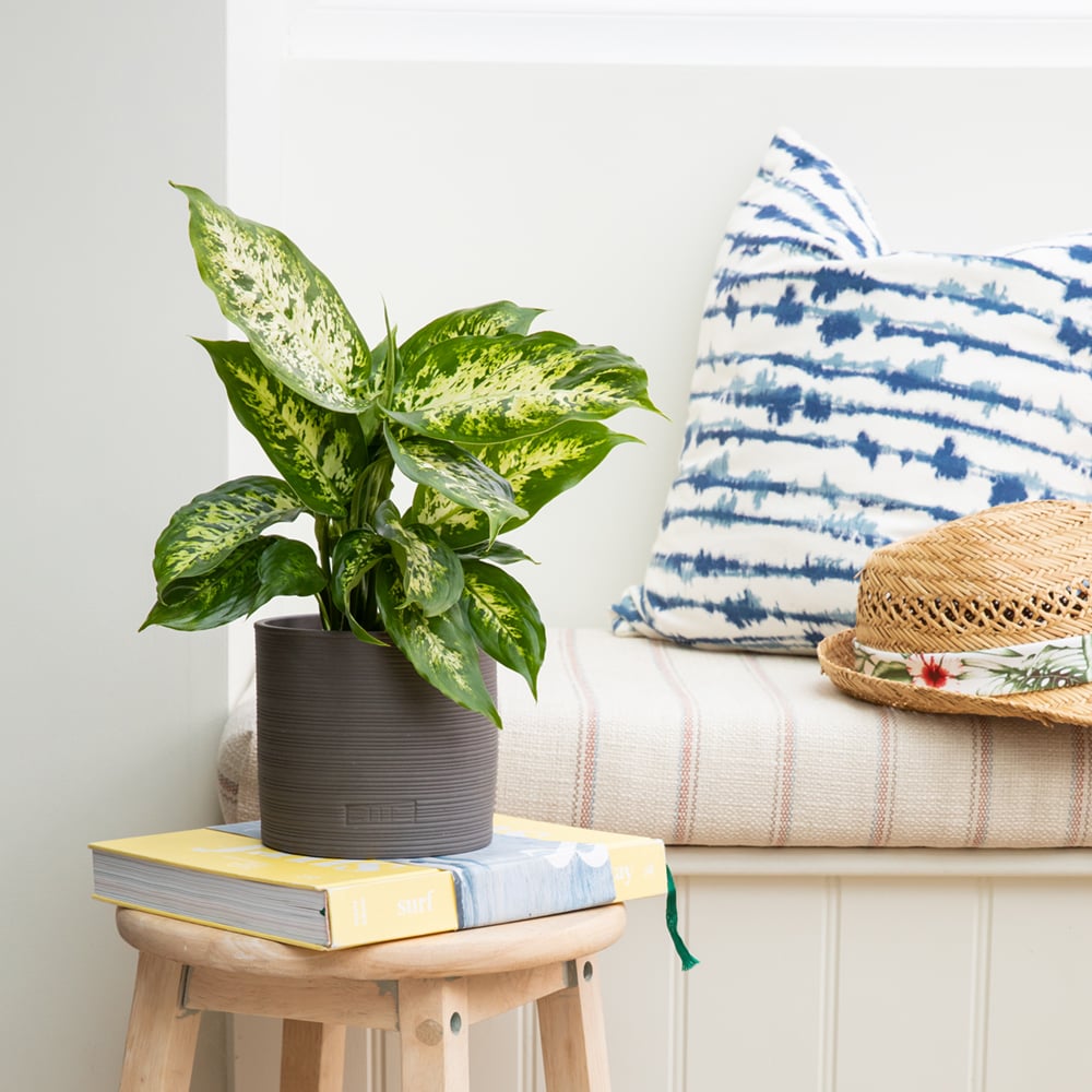Dieffenbachia