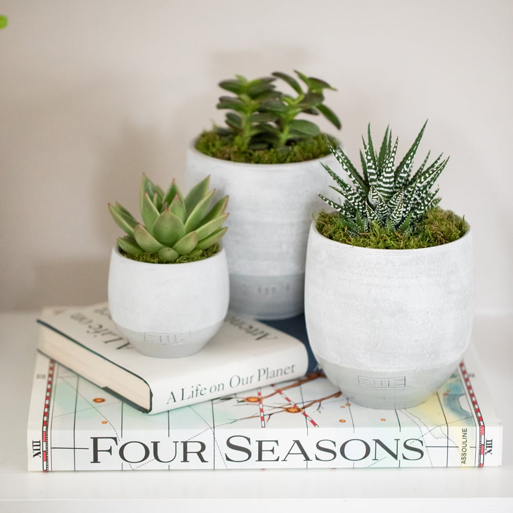 Haworthia Succulent Plant Gang