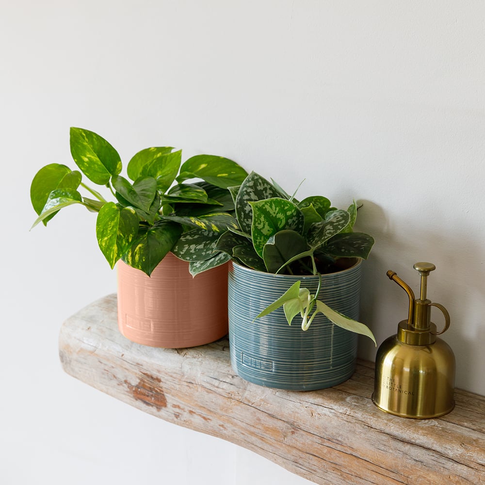 Satin pothos