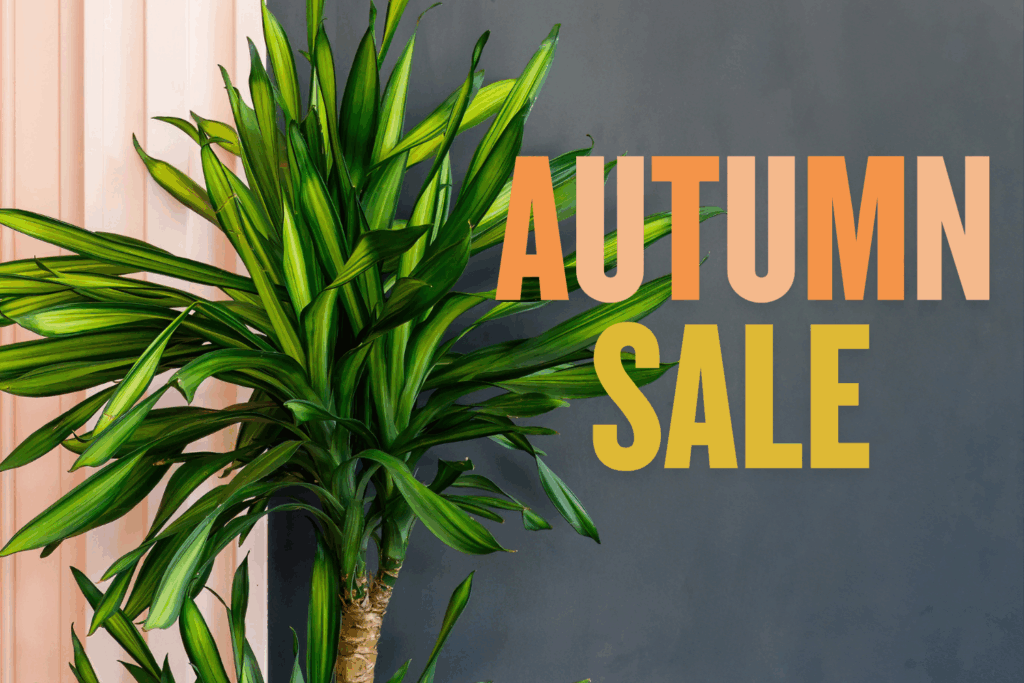 Autumn Sale