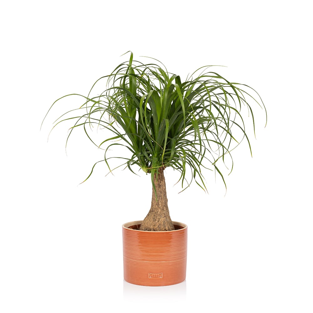 Ponytail Palm (Beaucarnea)