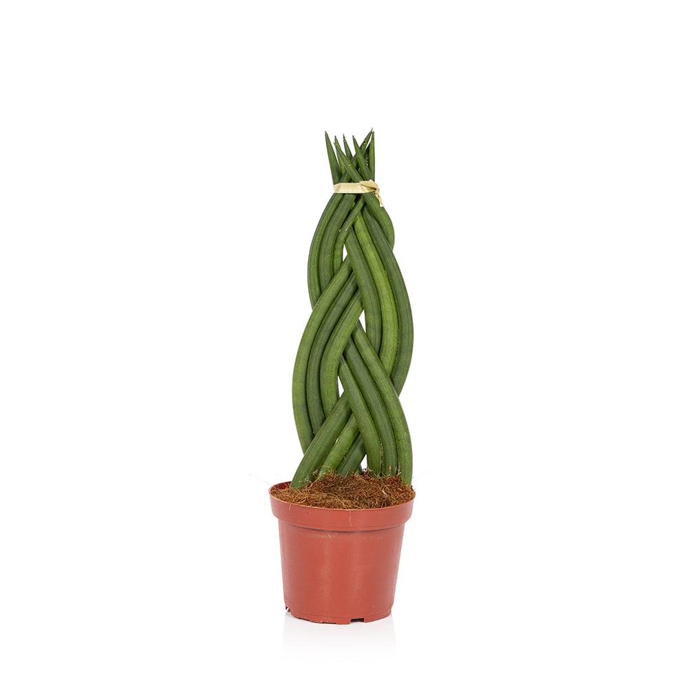 Braided Sansevieria