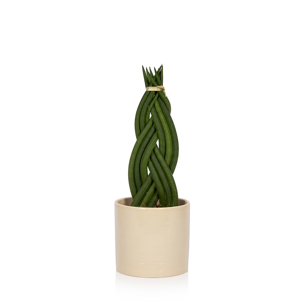 Braided Sansevieria