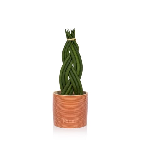 Braided Sansevieria