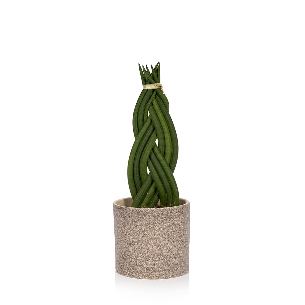 Braided Sansevieria