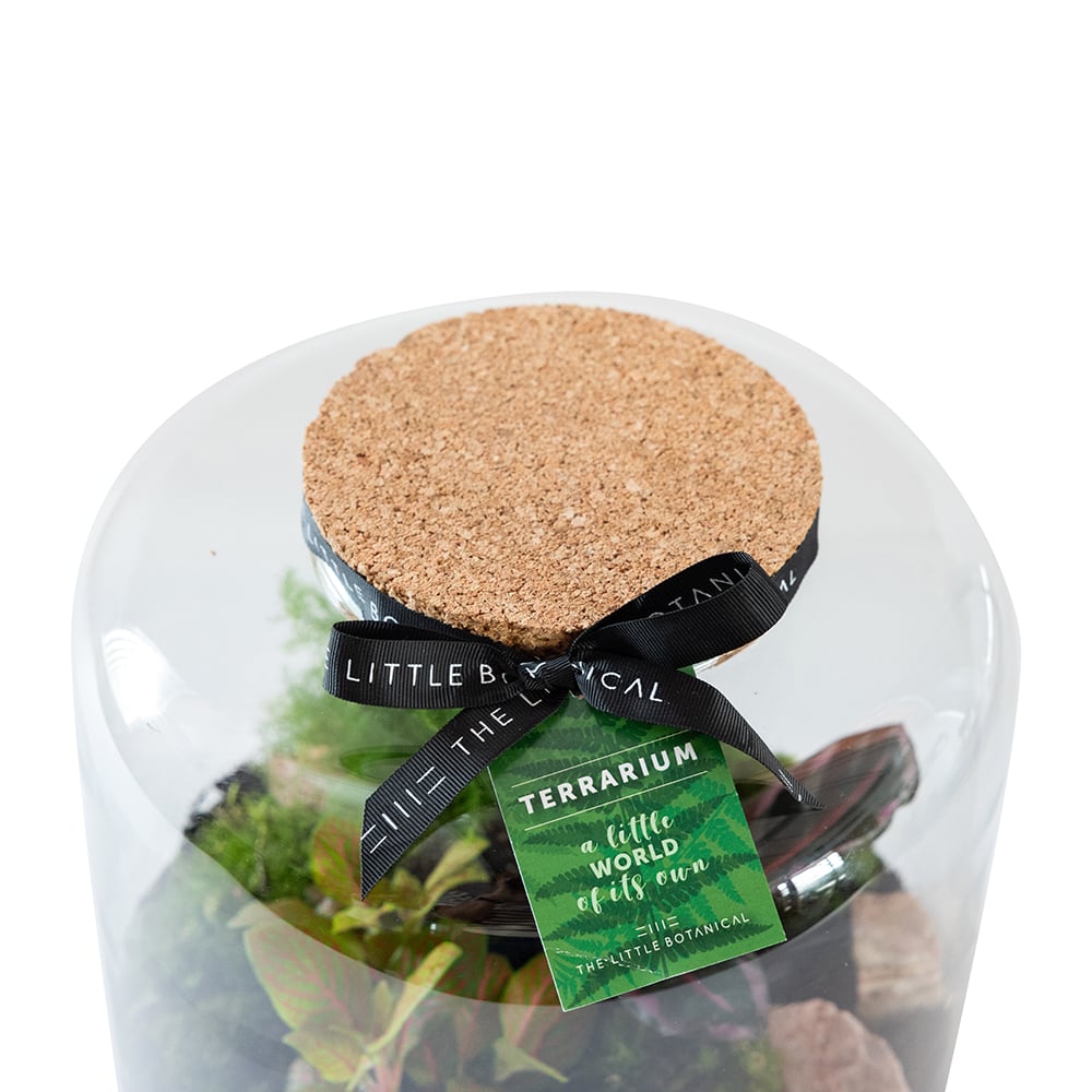 Large Round Glass Terrarium