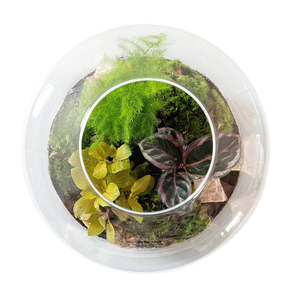 Large Round Glass Terrarium