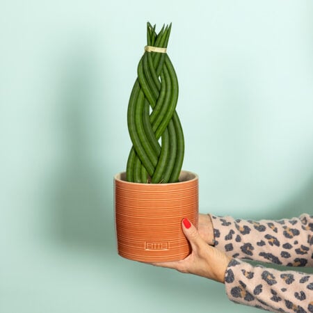 Braided Sansevieria
