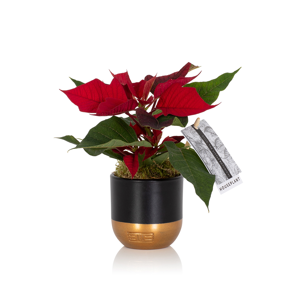 Mini Poinsettia