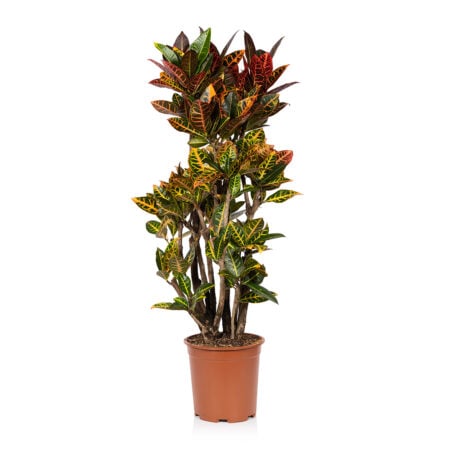 Croton Tree - Extra Large (100-150cm), Refills