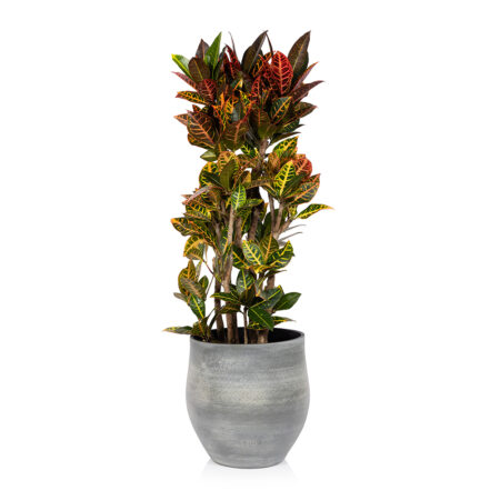Croton Tree - Extra Large (100-150cm), Grey pot