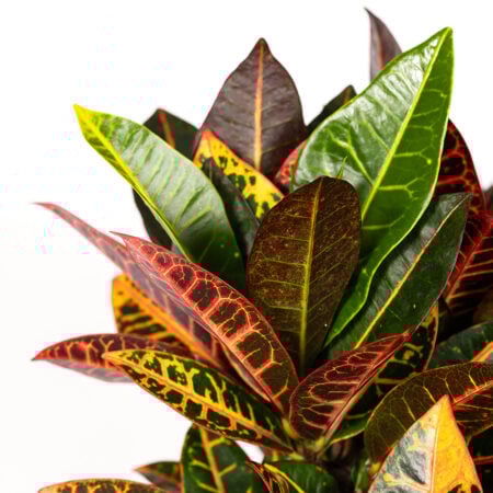 Croton Tree