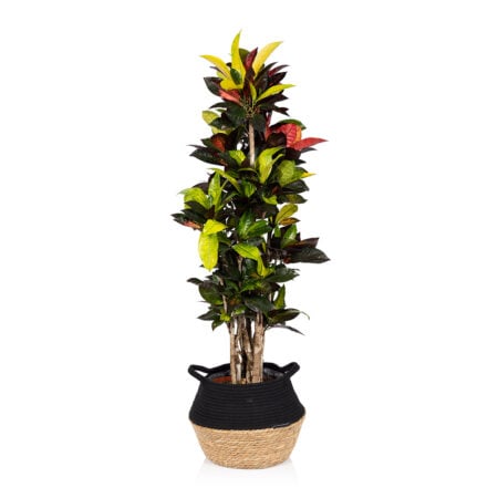 Croton Tree - Extra Large (100-150cm), Belly Basket