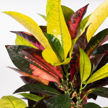 Croton Tree