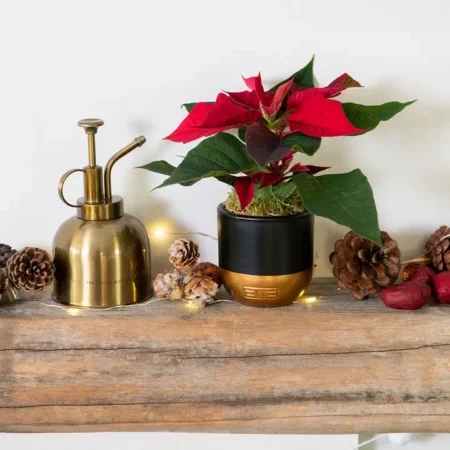 Mini Poinsettia