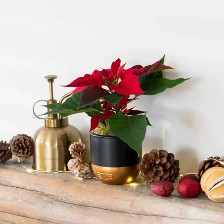 Mini Poinsettia